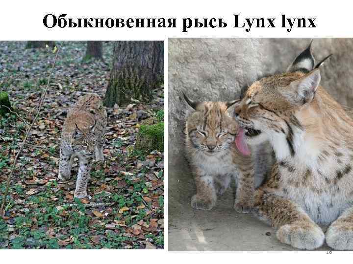 Обыкновенная рысь Lynx lynx 16 