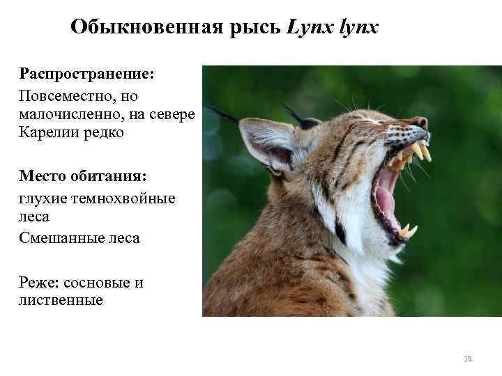 Рассмотрите животное изображенное на рисунке ответьте на вопросы в какой среде обитания живет волк