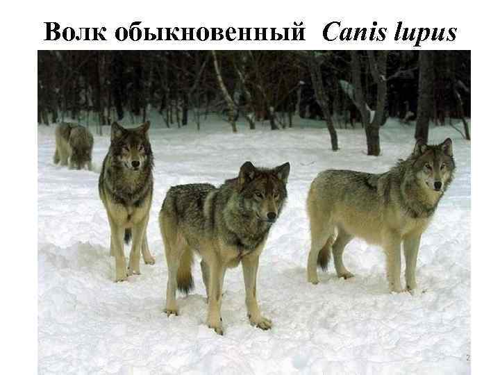 Волк обыкновенный Canis lupus 2 