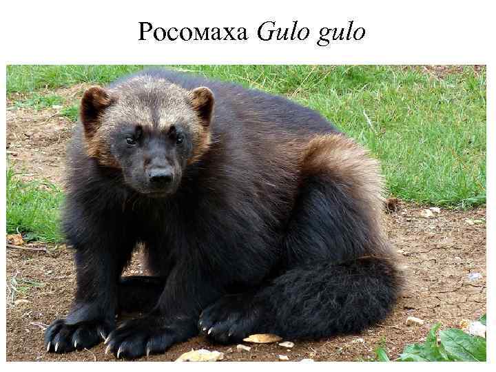 Росомаха Gulo gulo 24 