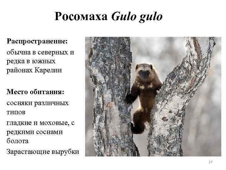 Росомаха Gulo gulo Распространение: обычна в северных и редка в южных районах Карелии Место