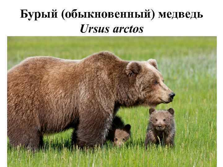 Бурый (обыкновенный) медведь Ursus arctos 8 