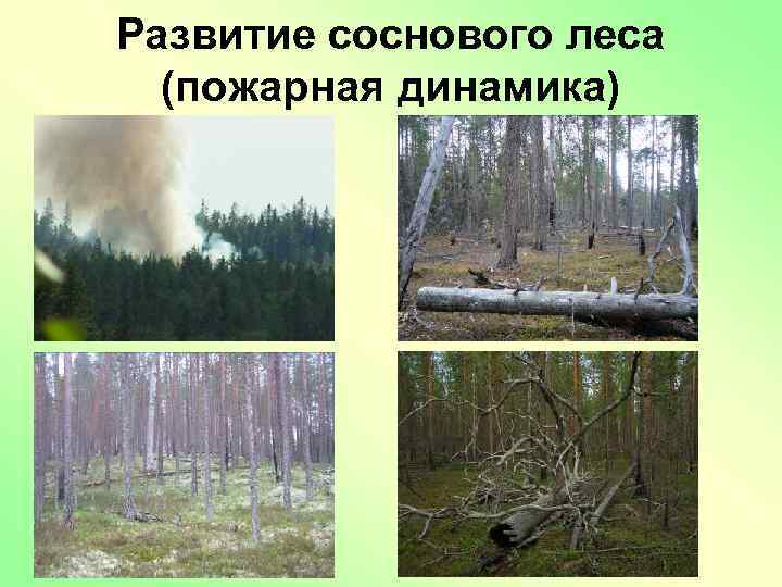 Развитие соснового леса (пожарная динамика) 