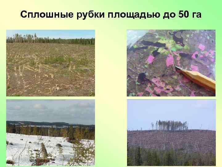 Сплошные рубки площадью до 50 га 