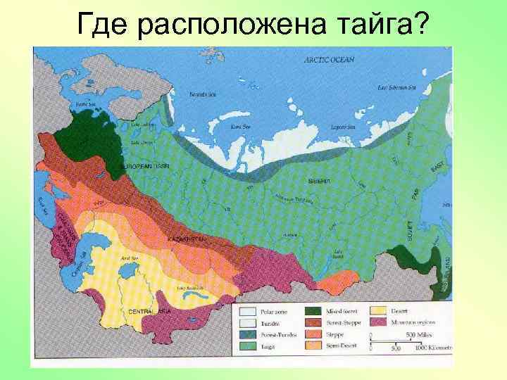 Где находится тайга карта