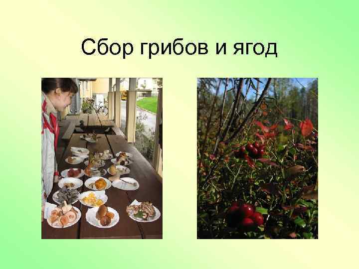 Сбор грибов и ягод 