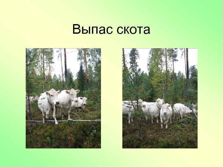 Выпас скота 