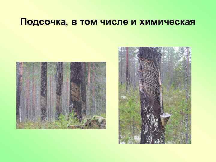 Подсочка, в том числе и химическая 