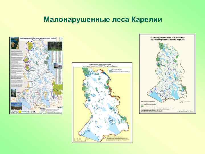Малонарушенные леса Карелии 