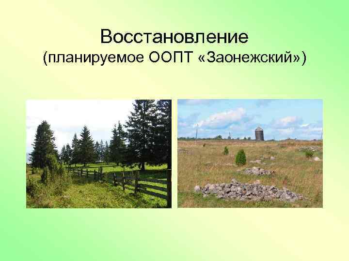 Восстановление (планируемое ООПТ «Заонежский» ) 