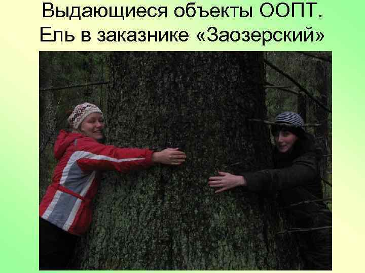 Выдающиеся объекты ООПТ. Ель в заказнике «Заозерский» 