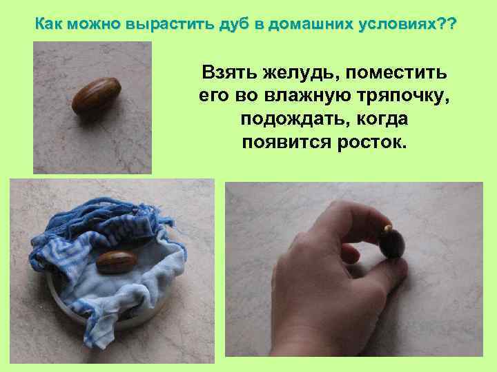 Как можно вырастить дуб в домашних условиях? ? Взять желудь, поместить его во влажную