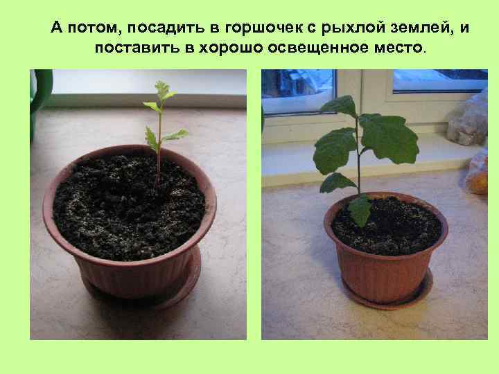 А потом, посадить в горшочек с рыхлой землей, и поставить в хорошо освещенное место.