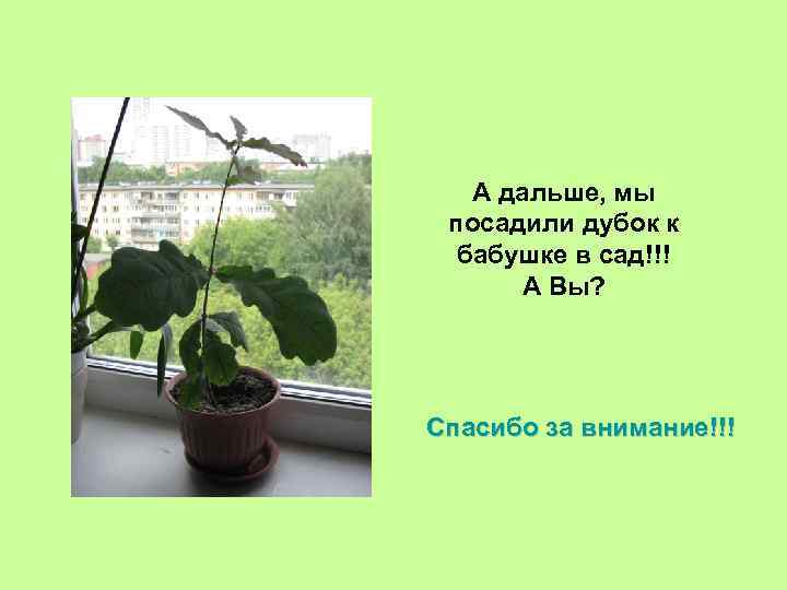 А дальше, мы посадили дубок к бабушке в сад!!! А Вы? Спасибо за внимание!!!