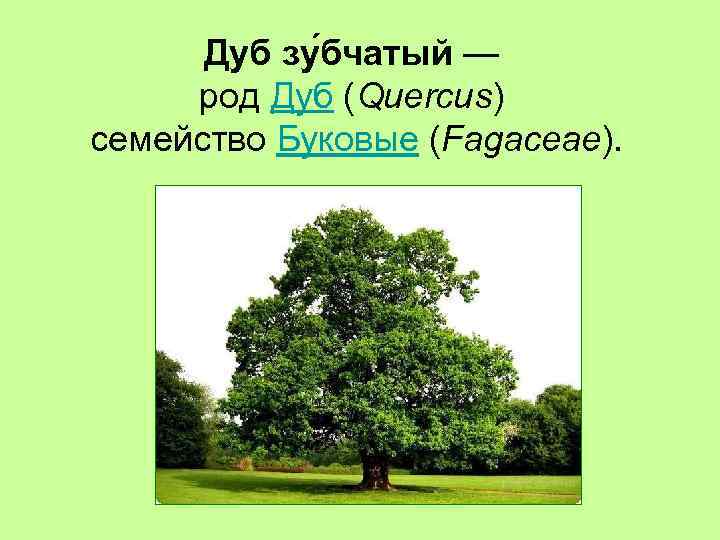 Дуб зу бчатый — род Дуб (Quercus) семейство Буковые (Fagaceae). 