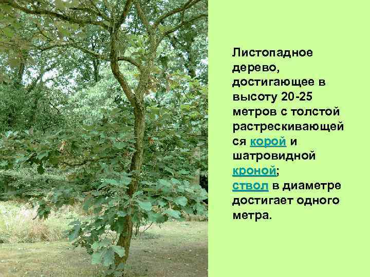 Листопадное дерево, достигающее в высоту 20 -25 метров с толстой растрескивающей ся корой и