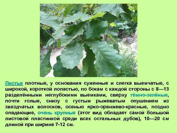 Листья плотные, у основания суженные и слегка выемчатые, с широкой, короткой лопастью, по бокам