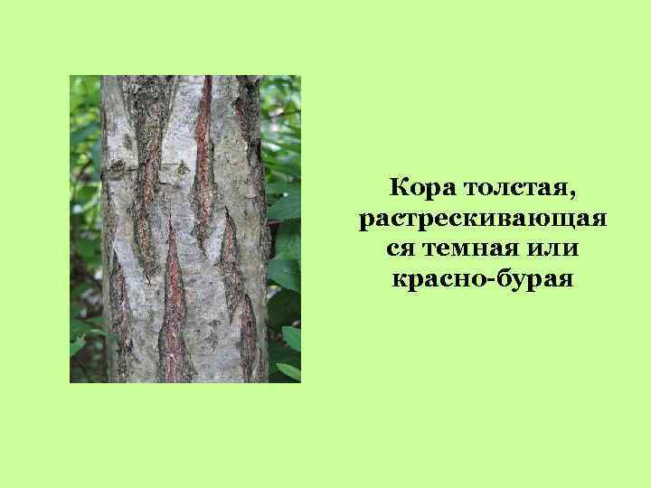 Кора толстая, растрескивающая ся темная или красно-бурая 