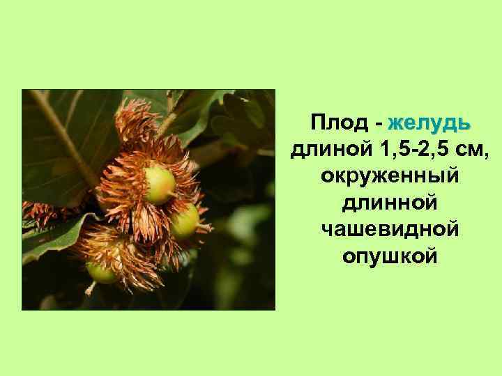 Плод - желудь длиной 1, 5 -2, 5 см, окруженный длинной чашевидной опушкой 