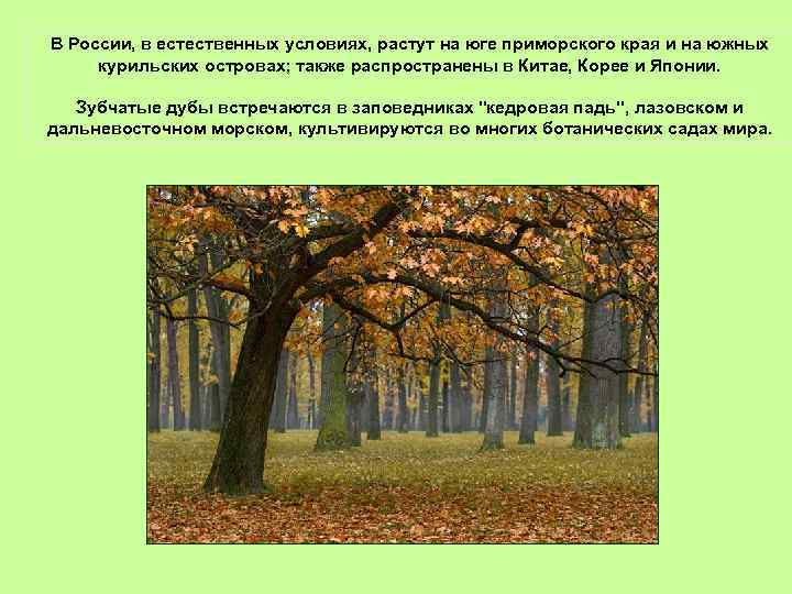 В России, в естественных условиях, растут на юге приморского края и на южных курильских