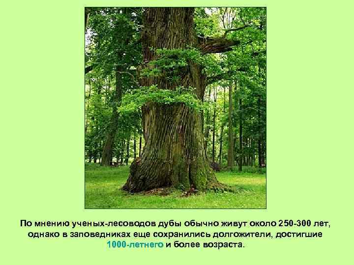По мнению ученых-лесоводов дубы обычно живут около 250 -300 лет, однако в заповедниках еще