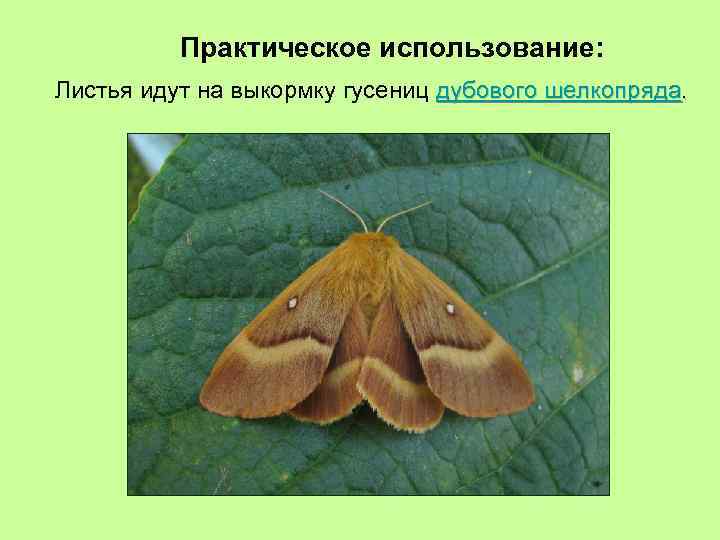 Практическое использование: Листья идут на выкормку гусениц дубового шелкопряда. 
