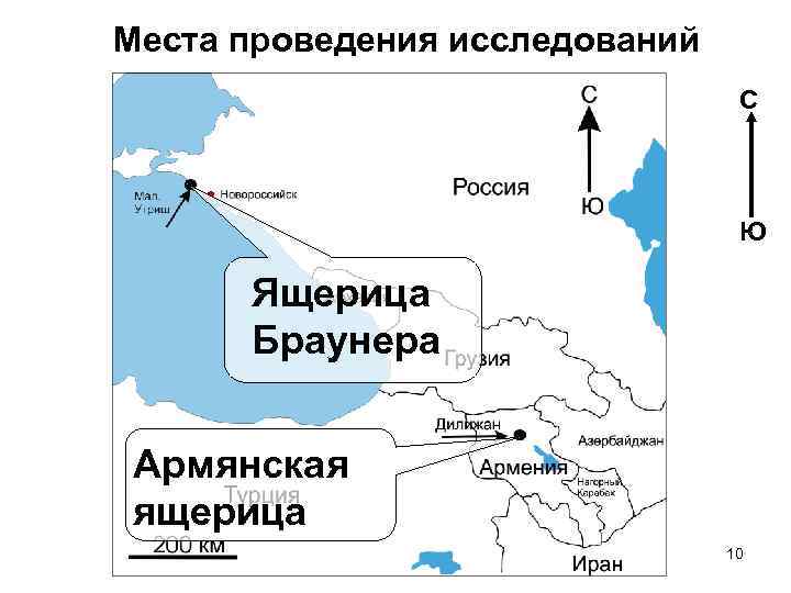 Места проведения исследований С Ю Ящерица Браунера Армянская ящерица 10 