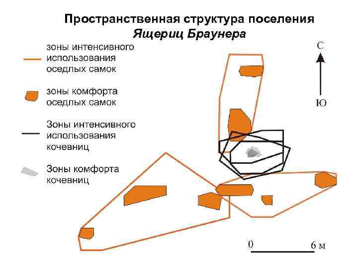 Пространственная структура поселения Ящериц Браунера 12 