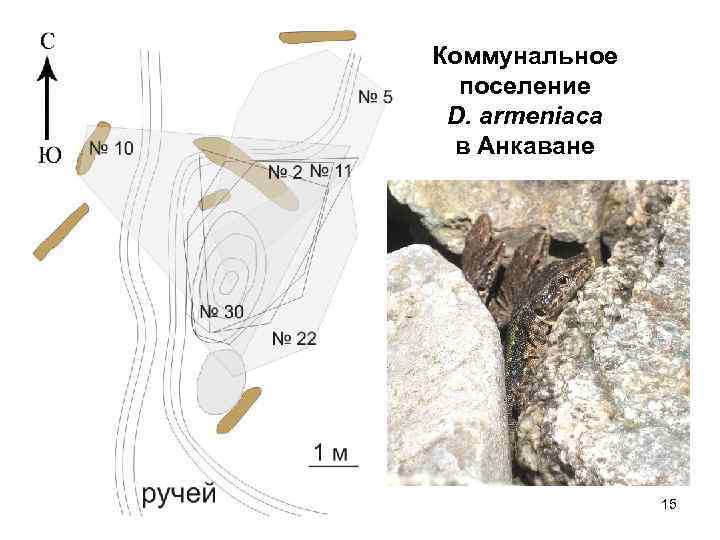 Коммунальное поселение D. armeniaca в Анкаване 15 