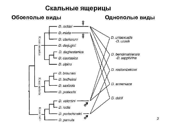 Скальные ящерицы Обоеполые виды Однополые виды 2 