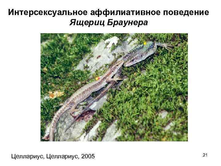 Интерсексуальное аффилиативное поведение Ящериц Браунера Целлариус, 2005 21 