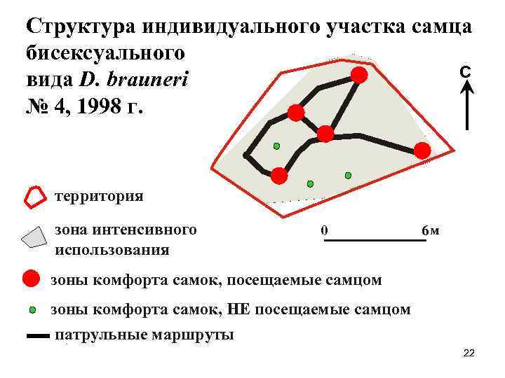 Структура индивидуального участка самца бисексуального С вида D. brauneri № 4, 1998 г. территория