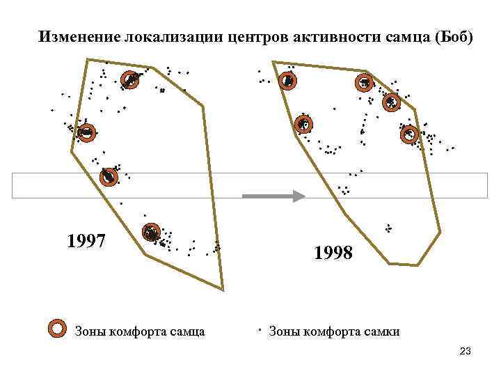 Изменение локализации центров активности самца (Боб) 1997 Зоны комфорта самца 1998 Зоны комфорта самки