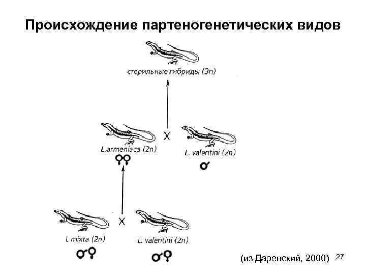 Происхождение партеногенетических видов (из Даревский, 2000) 27 