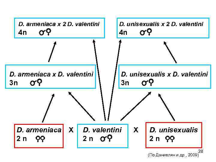 D. armeniaca x 2 D. valentini D. unisexualis x 2 D. valentini 4 n