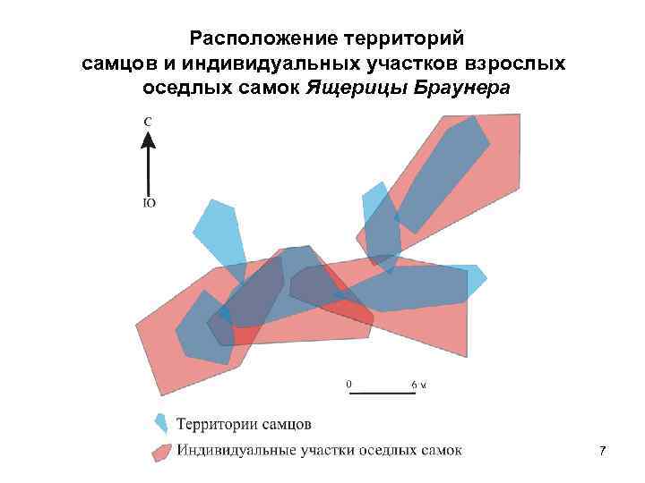 Расположение территорий самцов и индивидуальных участков взрослых оседлых самок Ящерицы Браунера 7 