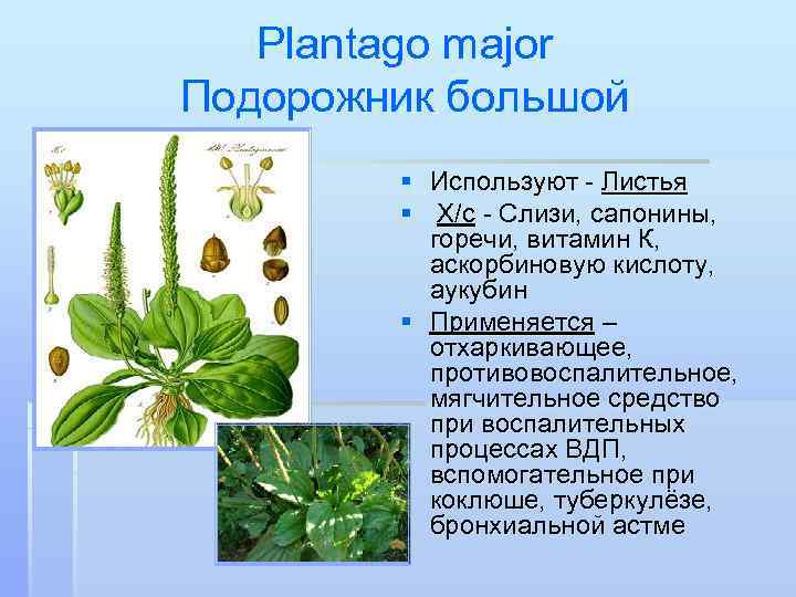 Описание листьев подорожника большого. Подорожник органы растения. Органы подорожника. Строение подорожника. Особенности строения подорожника.
