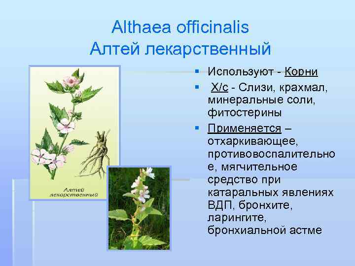 Althaea officinalis Алтей лекарственный § Используют - Корни § Х/с - Слизи, крахмал, минеральные