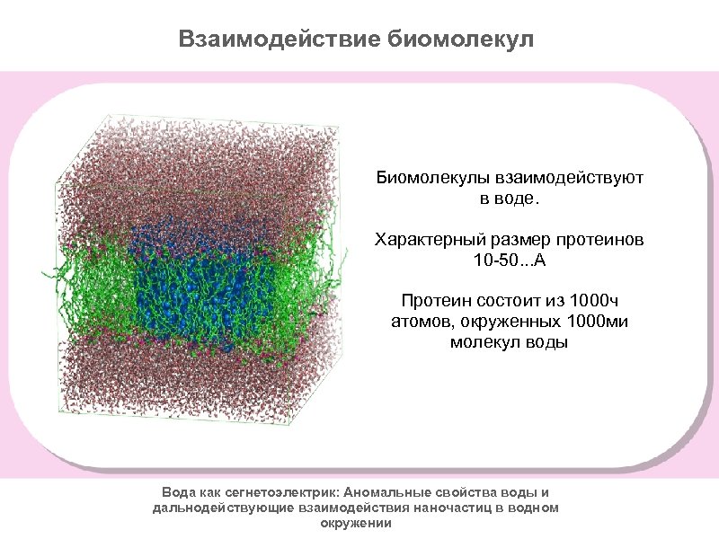 Взаимодействие биомолекул Биомолекулы взаимодействуют в воде. Характерный размер протеинов 10 -50. . . А