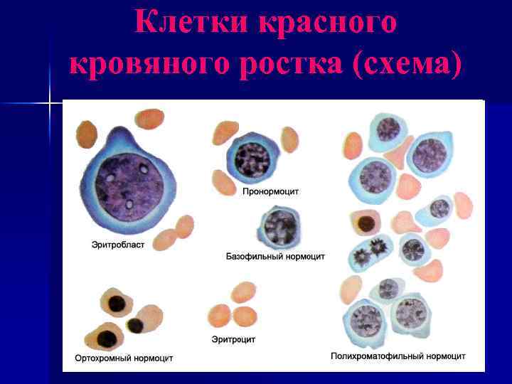 Нормоциты фото под микроскопом