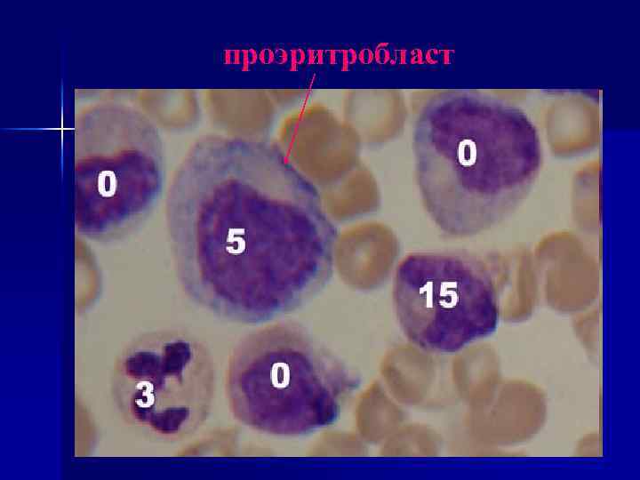 проэритробласт 