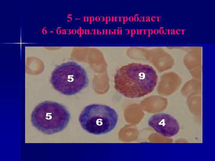 5 – проэритробласт 6 - базофильный эритробласт 