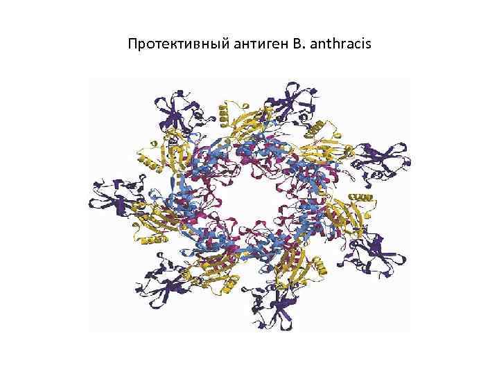 Протективный антиген B. anthracis 