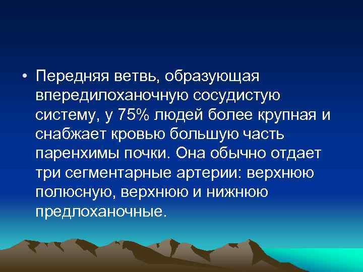  • Передняя ветвь, образующая впередилоханочную сосудистую систему, у 75% людей более крупная и