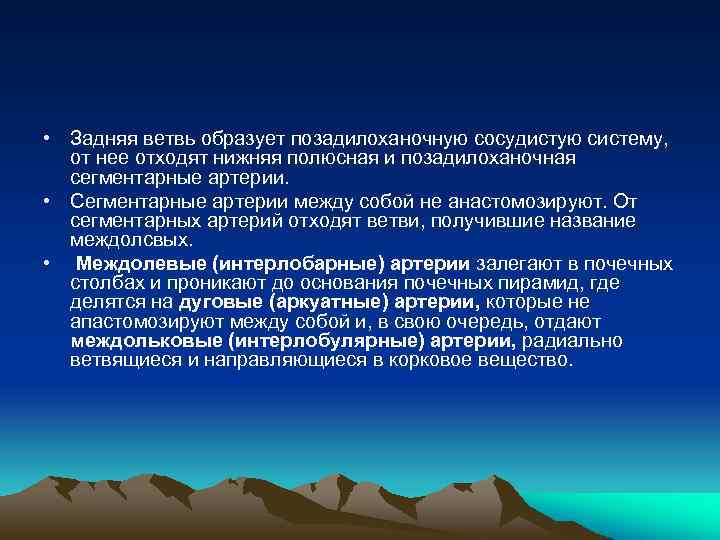  • Задняя ветвь образует позадилоханочную сосудистую систему, от нее отходят нижняя полюсная и