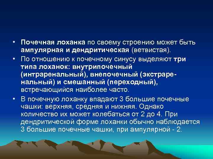  • Почечная лоханка по своему строению может быть ампулярная и дендритическая (ветвистая). •