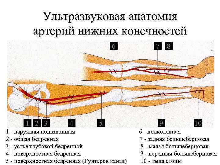 Схема узи вен нижних конечностей