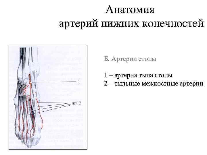 Анатомия артерий нижних конечностей Б. Артерии стопы 1 – артерия тыла стопы 2 –