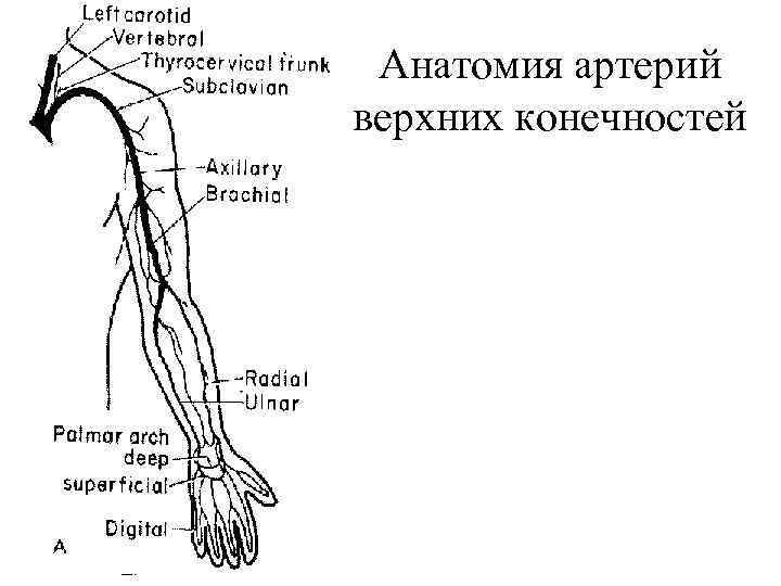 Анатомия артерий верхних конечностей схема для узи