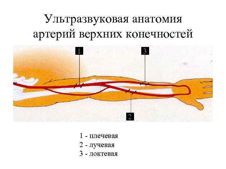 Анатомия вен верхних конечностей схема для узи